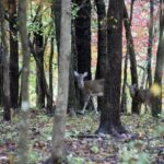 deer in forest off crtstal bridges path